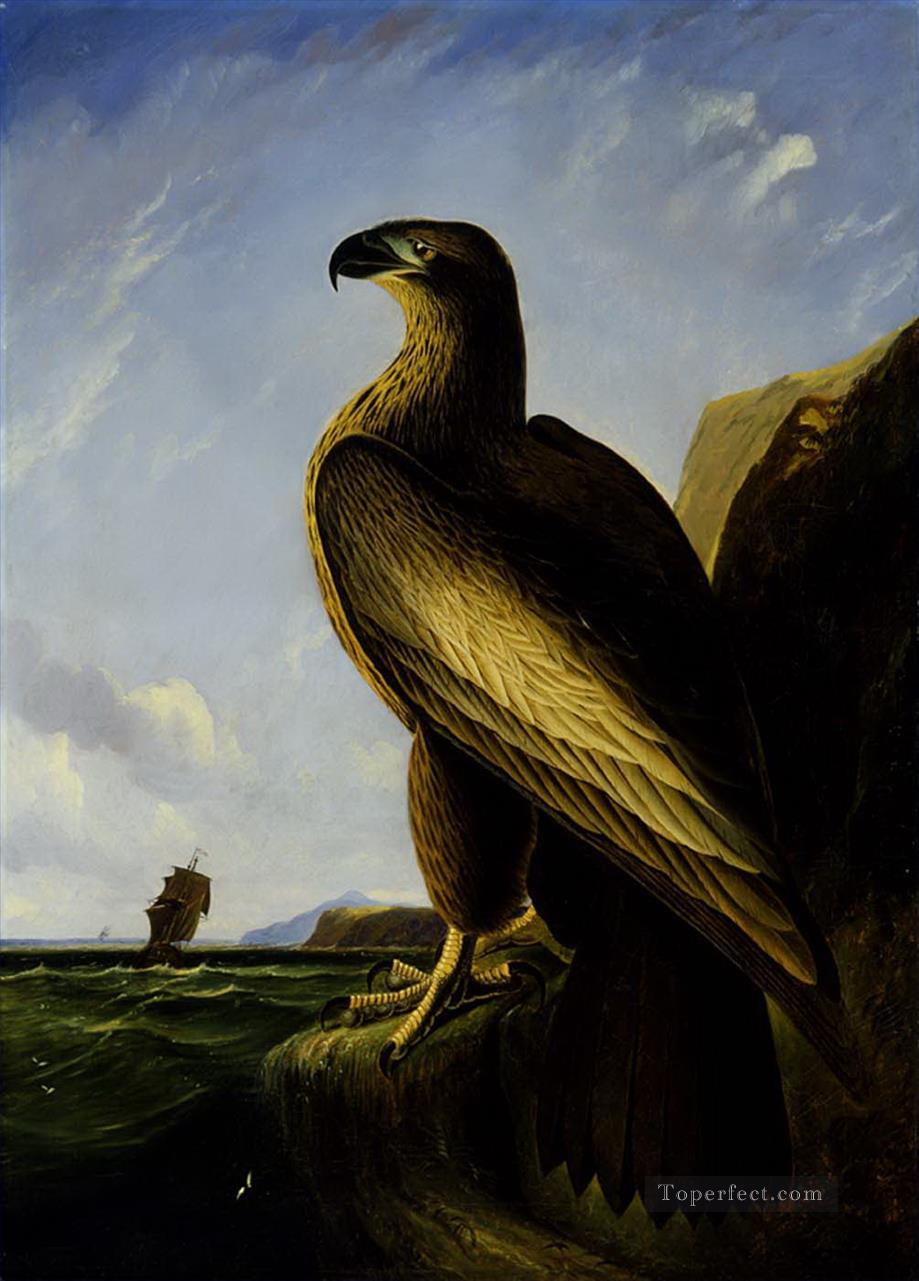 Washington Sea Eagle oiseaux Peintures à l'huile